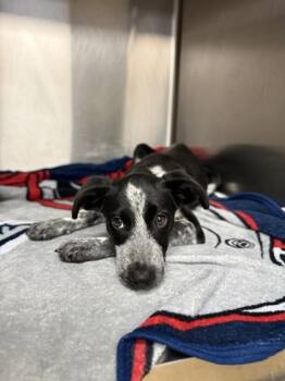 Dakota -  German Shepherd Dog and Pointer Dog for Adoption in North Miami Beach, Florida - Dakota | PetCurious