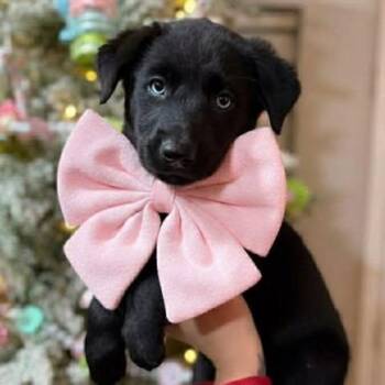 Rescue Black Labrador Retriever Dogs for Adoption in Crosby, Texas - Snow | PetCurious