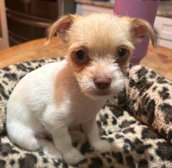 Colin -  Terrier Dog for Adoption in Osteen, Florida - Colin | PetCurious