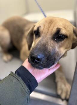 Rescue Shepherd Dogs for Adoption in Victorville, California - Flower #4166 (804) | PetCurious