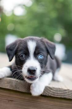 Emery -  Husky Dog for Adoption in Germantown, Ohio - Emery | PetCurious