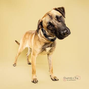 Belgian Shepherd Malinois and Black Mouth Cur Dogs Available for Adoption - Rooster | PetCurious