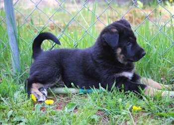 Cassian -  German Shepherd Dog Dog for Adoption in Hayward, Wisconsin - Cassian | PetCurious