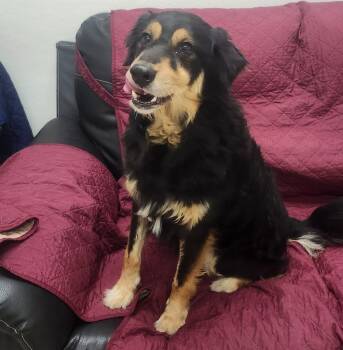 Wrex -  Australian Shepherd and Labrador Retriever Dog for Adoption in Little Rock, Arkansas - Wrex | PetCurious
