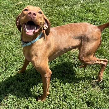 Robin -  Mixed Breed and Vizsla Dog for Adoption in Dubuque, Iowa - Robin | PetCurious