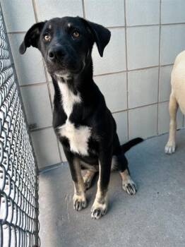 RIDGE -  German Shepherd Dog and Labrador Retriever Dog Available for Adoption in Corpus Christi, Texas - RIDGE | PetCurious