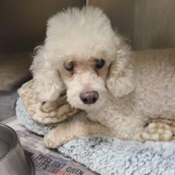 Teddy -  Miniature Poodle Dog for Adoption in Webster, Texas - Teddy | PetCurious