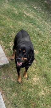 Olivia -  Rottweiler Dog for Adoption in Dallas, Texas - Olivia | PetCurious