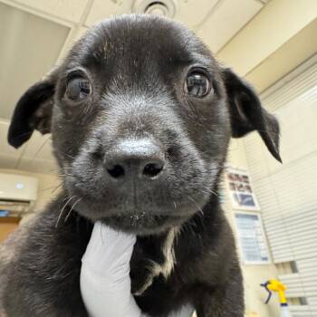 Mixed Breed Dogs Available for Adoption in Pekin, Illinois - Rue | PetCurious