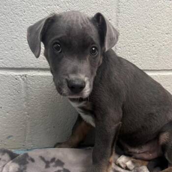 Hound Dogs Available for Adoption in Briarcliff Manor, New York - Stitch | PetCurious