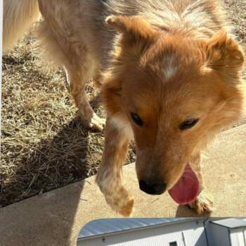 Australian Shepherd Dogs Available for Adoption - Dutton | PetCurious