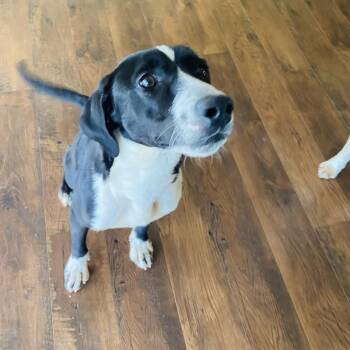 Hound and Black Labrador Retriever Dogs Available for Adoption in Audubon Park, Kentucky - OREO (kind, House-trained Dog, Good W Other Pets)! | PetCurious