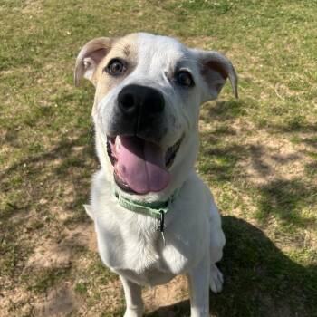Mixed Breed Dogs Available for Adoption in Auburn, Alabama - Pogo | PetCurious