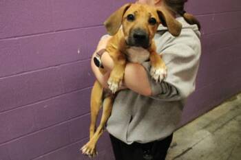 Black Mouth Cur and Mixed Breed Dogs Available for Adoption in Kansas City, Missouri - Russell | PetCurious