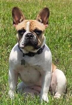 French Bulldog Dogs Available for Adoption in Houston, Texas - Nellie | PetCurious