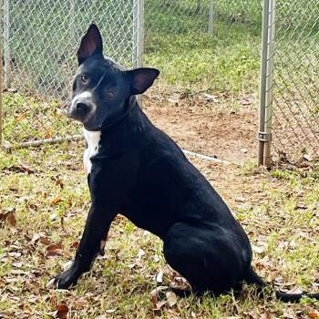 Rescue Pit Bull Terrier Dogs for Adoption in Natchitoches, Louisiana - Sonny S1 | PetCurious