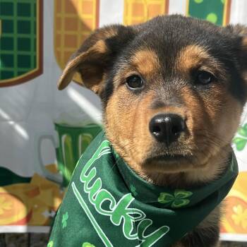 Rottweiler and Shepherd Dogs Available for Adoption - Butterscotch | PetCurious