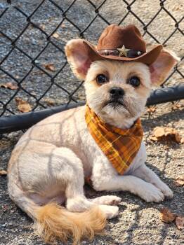 Cyrus -  Shih Tzu Dog for Adoption in St. Louis, Missouri - Cyrus | PetCurious