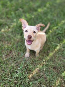 Honey -  Chihuahua and Dachshund Dog for Adoption in Anna, Texas - Honey | PetCurious