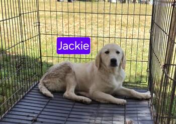 Labrador Retriever and Great Pyrenees Dogs Available for Adoption in Ladson, South Carolina - Jackie | PetCurious