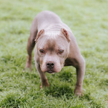 Rescue English Bulldog and Staffordshire Bull Terrier Dogs for Adoption in Northbrook, Illinois - Big Mac | PetCurious