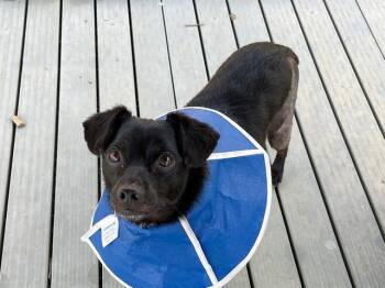 Chihuahua Dogs Available for Adoption in Tustin, California - COCO | PetCurious