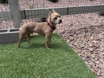 Canelo -  French Bulldog Dog Available for Adoption in Colorado Springs, Colorado - Canelo | PetCurious