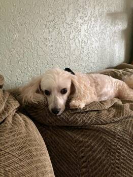 Poodle Dogs Available for Adoption - Bun Bun | PetCurious