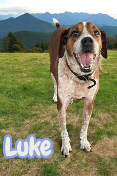 Rescue Hound Dogs for Adoption in Chuckey, Tennessee - Luke - NJ | PetCurious