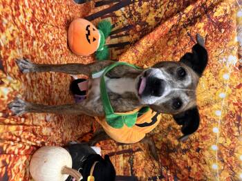 Rescue Pit Bull Terrier Dogs for Adoption in Statesboro, Georgia - Bella | PetCurious