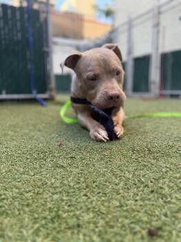Tattoo -  Mixed Breed Dog for Adoption in New York, New York - Tattoo | PetCurious
