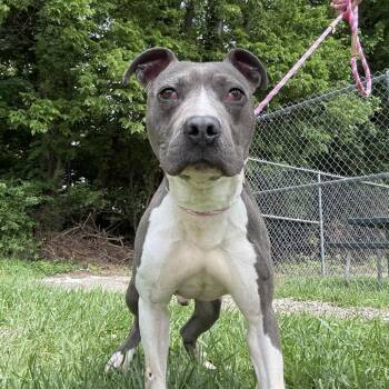 Mixed Breed Dogs Available for Adoption in Jeffersonville, Indiana - Alfie | PetCurious