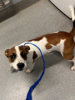 Chrysanthemum -  Hound Dog for Adoption in Bloomington, Indiana - Chrysanthemum | PetCurious