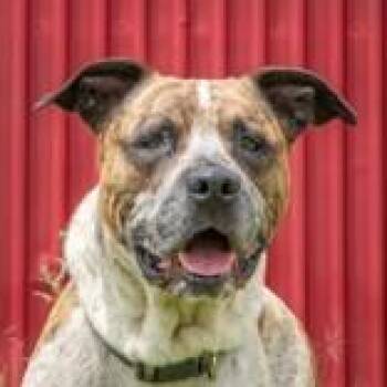 Atticus -  Coonhound Dog Available for Adoption in La Grange, Texas - Atticus | PetCurious