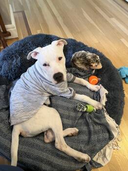 Rescue Pit Bull Terrier and Labrador Retriever Dogs for Adoption in Enfield, Connecticut - Morty | PetCurious