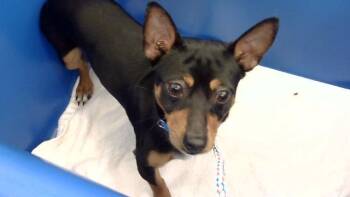 BIG VIRG -  Mixed Breed Dog for Adoption in Dallas, Texas - BIG VIRG | PetCurious