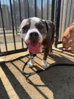 LEX -  Pit Bull Terrier Dog for Adoption in Riverside, California - LEX | PetCurious