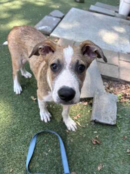 Meril -  Mixed Breed Dog for Adoption in Pembroke, Massachusetts - Meril | PetCurious