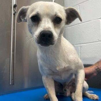 Sully -  Chihuahua and Mixed Breed Dog for Adoption in Buffalo, Minnesota - Sully | PetCurious