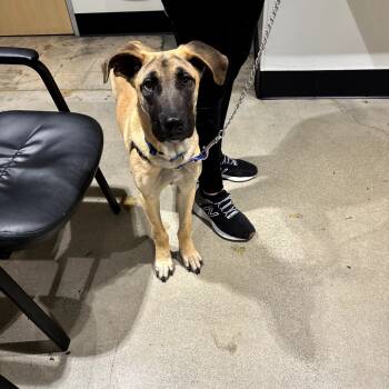 Rescue Great Dane Dogs for Adoption in Northbrook, Illinois - Galactus | PetCurious