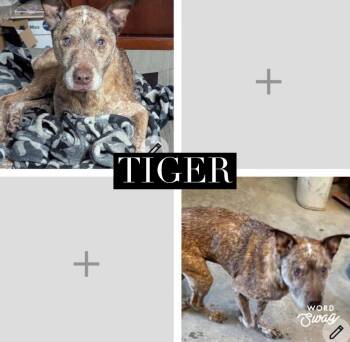 Cattle Dog and Pit Bull Terrier Dogs Available for Adoption in New Braunfels, Texas - Tiger | PetCurious