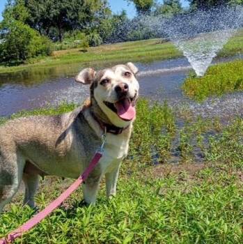 Sunny - Calm, Quiet & Loving -  Husky Dog for Adoption in Houston, Texas - Sunny - Calm, Quiet & Loving | PetCurious