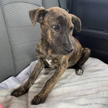 Molly Mae -  Mixed Breed Dog for Adoption in Bismarck, North Dakota - Molly Mae | PetCurious