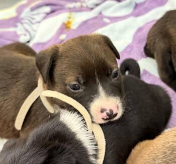 Pit Bull Terrier Dogs Available for Adoption in Ontario, California - BROWNIE | PetCurious