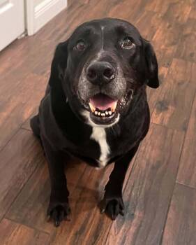 Mater -  Labrador Retriever Dog for Adoption in Osteen, Florida - Mater | PetCurious