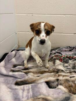 Dewey -  Fox Terrier Dog for Adoption in Portland, Indiana - Dewey | PetCurious