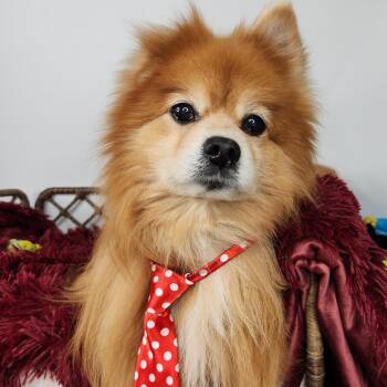 Blooper -  Pomeranian Dog for Adoption in Fort Wayne, Indiana - Blooper | PetCurious