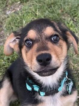 Rottweiler and Mixed Breed Dogs Available for Adoption in Fort Worth, Texas - Lula Belle | PetCurious