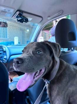 Artemis -  Mixed Breed Dog for Adoption in Cincinnati, Ohio - Artemis | PetCurious