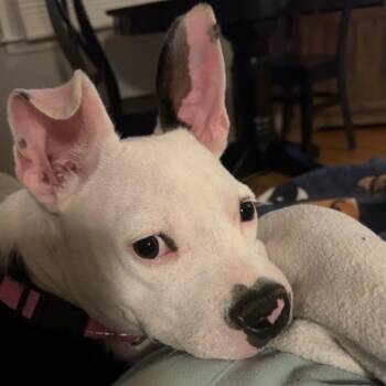 Shawty D70424 -  Pit Bull Terrier and Dachshund Dog for Adoption in Minnetonka, Minnesota - Shawty D70424 | PetCurious